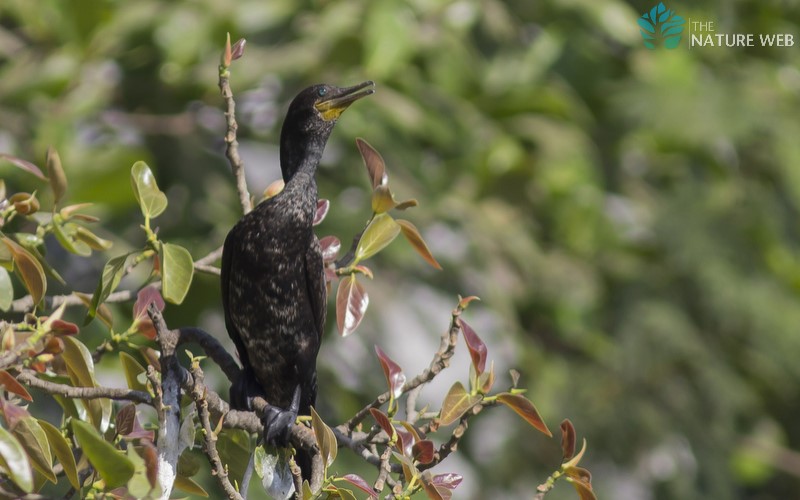 Indian Cormorant